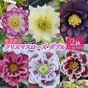 【ふるさと納税】【数量限定】北海道芦別市 石黒花園 クリスマスローズ ダブル 2鉢 色・形おまかせ　お届け：2025年4月上旬～2025年5月上旬