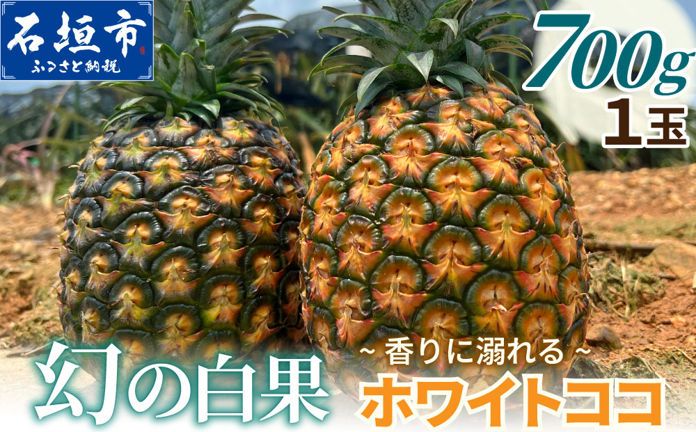 《2027年5月下旬以降順次発送》お試し用 香りに溺れる。幻の白果 ホワイトココ 1玉 (約700g) [マツコの知らない世界で絶賛] | 沖縄 石垣島 石垣 八重山 パイン パイナップル 期間限定 数量限定 TV テレビ 紹介 マツコ