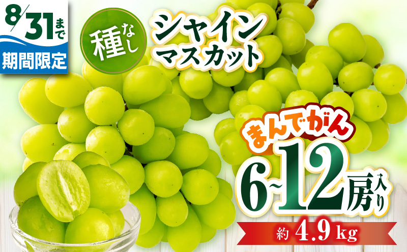 【8月31日（夏休み）までの期間限定価格!!】シャインマスカット　まんでがん　約4.9kg | シャインマスカット マスカット ぶどう ブドウ 葡萄 果物 フルーツ 期間限定 新鮮 くだもの 国産 ギフト お裾分け 旬 人気 種なし 皮ごと食べられる ジューシー 糖度が高い 先行受付 先行予約 季節限定 おすすめ 旬の果物 香川 香川県 三木町 |_mk006-128