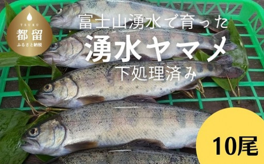 
富士山の湧水で育った＜湧水ヤマメ10尾＞下処理済み【柴崎養魚場】｜山女魚 やまめ ヤマメ 渓流の女王
