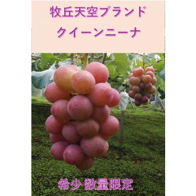 【2026年先行受付】10月中旬発送「牧丘天空の丘クイーンニーナ」約1kg(2～3房)【配送不可地域：離島】