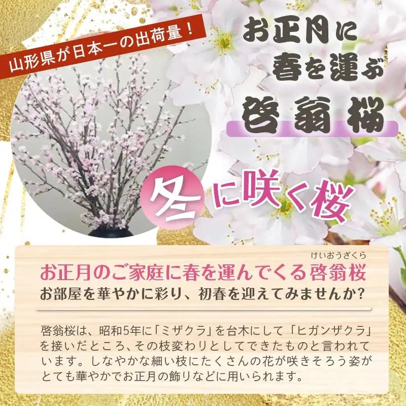 正月用 啓翁桜 切り花