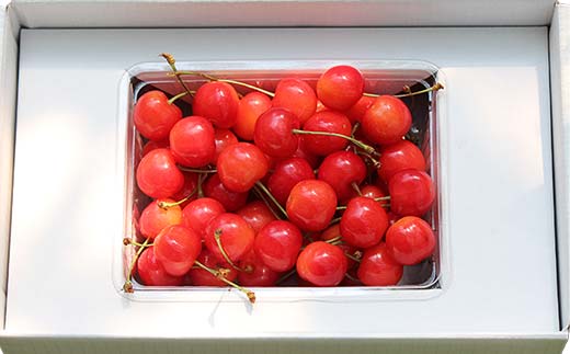 さくらんぼ佐藤錦 約500g L 秀化粧箱 果物 くだもの フルーツ 夏果物 サクランボ F4A-0948