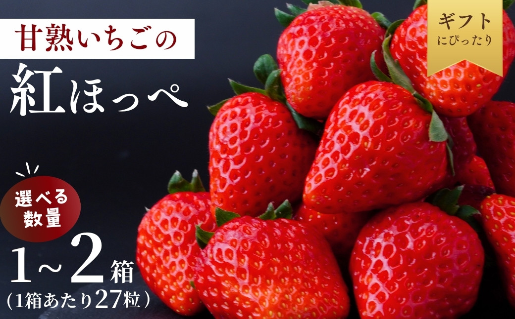 
                  【1月中旬発送】甘熟いちごの紅ほっぺ 選べる数量 1箱 or 2箱 (1箱あたり27粒)  | いちご 苺 イチゴ  紅ほっぺ べにほっぺ 甘い 完熟 完熟いちご 濃厚 果物 フルーツ おやつ デザート ストロベリー パフェ いちご大福 ショートケーキ いちごサンド フルーツサンド ジュース スムージー ショートケーキ ヨーグルト  ギフト 贈答 贈り物 新鮮 期間限定 季節限定 茨城県 龍ケ崎市
                