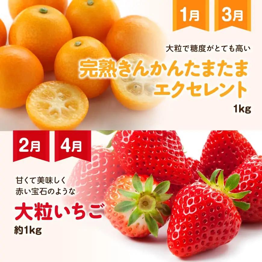 【 12ヶ月定期便 】 超 プレミアム デラックス 定期便 【 川南町産 くだもの きんかん いちご 完熟 マンゴー ぶどう ピオーネ シャイン マスカット 大玉 メロン 】