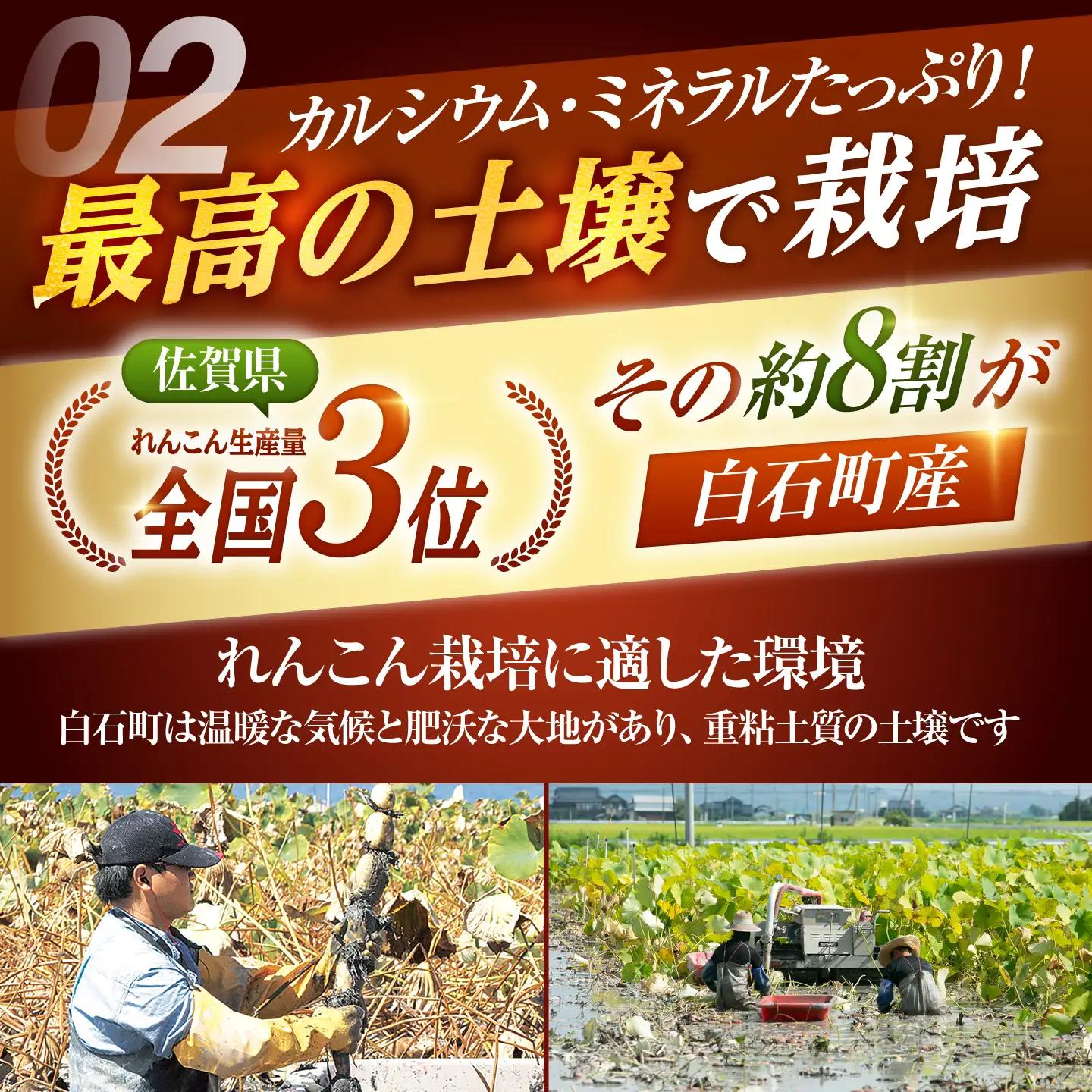 【先行予約 2026年10月～発送】白石町産 泥付きれんこん （4kg） / れんこん [IAK015]
