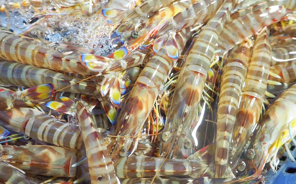 急速冷凍車海老 500g（14-28尾）