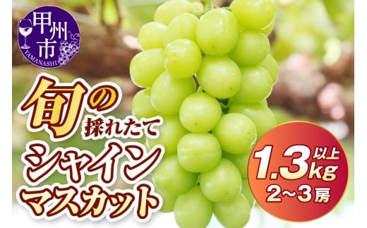 旬の採れたて大粒シャインマスカット1.3kg以上（2房～3房）【2026年発送】（HO）B12-150