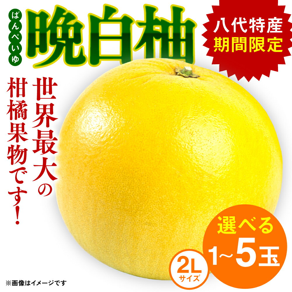 【ふるさと納税】 【選べる玉数】 晩白柚 ばんぺいゆ 2Lサイズ 1～5玉 1玉あたり約2kg 化粧箱入り 果物 くだもの フルーツ 柑橘 贈り物 期間限定 八代産 熊本県産 国産 送料無料 【2025年12月上旬より順次発送】