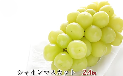 シャインマスカット 約 2.4kg 果物類 ぶどう ブドウ 葡萄 フルーツ デザート 【2026年8月下旬～9月上旬まで順次発送予定】 山梨県 身延町