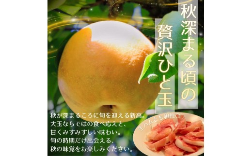 梨 新高 北浦梨 3kg（12～16玉） / 梨 新高 なし ナシ 北浦梨 にいたか 美里 自家用 贈答 梨 新高 果物 フルーツ【okjn003】
