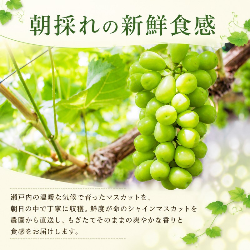 【2027年発送】 朝採りシャインマスカット 1房(約700g) 名峰讃岐富士育ち 煌めきの果実 マスカット シャインマスカット ぶどう 葡萄 ブドウ フルーツ 果物 くだもの 果実 フルーツ 旬 旬