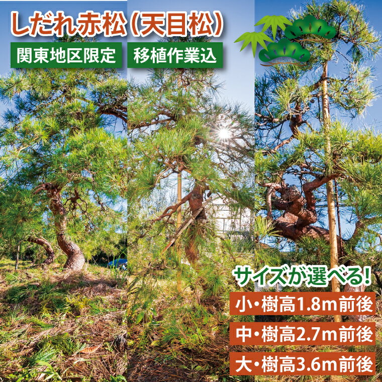 【ふるさと納税】サイズが選べる【移植作業込】しだれ赤松（天目松）（関東地区限定）事前確認可【赤松 松 しだれ 天目松 吉祥松 関東地区限定 茨城県 鹿嶋市】（KDM-001）