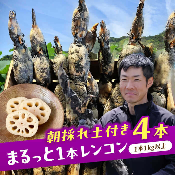 【ふるさと納税】【先行予約】＼毎年9月より順次発送／ れんこん 4kg ＼TVでも紹介されました！！／ 産地直送！朝採れ土付き鍬掘り レンコン 野菜 れんこん 根菜 愛西市 / レンコン兄弟 [AECL003]