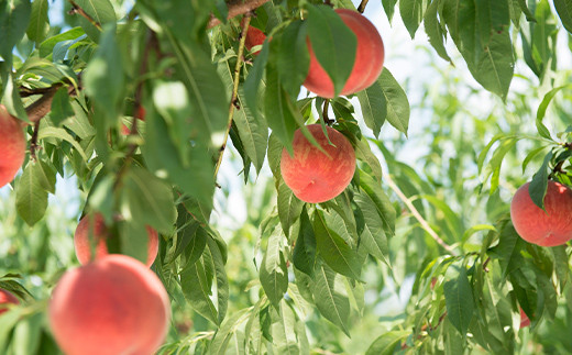 FYN6-226 ≪2026年先行予約≫贈答用 山形県産 おまかせ 白桃 2.5kg(7～10玉) 秀品 2026年8月下旬から順次発送 柔らかくなる桃 夏果実 果実 果物 くだもの フルーツ 桃 もも ピーチ 化粧箱 贈答 ギフト プレゼント 産地直送 山形県 西川町 月山