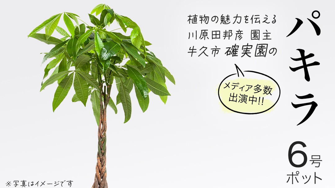 
            パキラ 6号ポット 1点 家庭 で 園芸 鉢植え 苗 庭木 果樹 ガーデニング 植物 確実園 観葉植物 インテリア 植木鉢
          