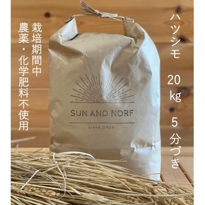 ふるさと納税 養老町 【令和7年産】初霜(源種)5分づき20kg　(栽培期間中農薬・化学肥料不使用)