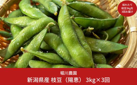 先行予約 [枝豆 定期便 3kg×3回] 新潟県産 枝豆（陽恵）[2026年発送分 ] 令和8年産 朝採り枝豆3kgを3回お届け 堀川農園【090S002】