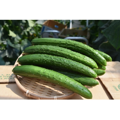 
                  久米南町産　里海きゅうり 20本入(約3kg)【1727201】
                