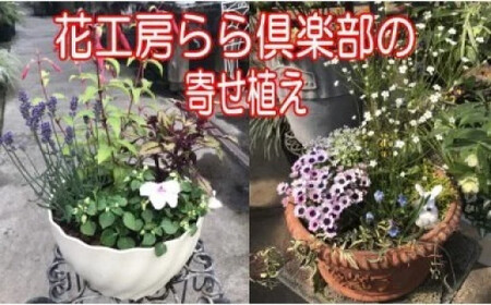 【 2026年 3月より発送開始】東北最大級のガーデニング専門店 厳選 『季節の寄せ植え』 4種類 ～ 6種類 【花工房らら倶楽部】 花 生花 フラワー 植物 観葉植物 寄せ植え 季節 鉢植え 鉢 ポット ガーデニング 庭 玄関 ベランダ 国産 産地直送 期間限定 人気 おすすめ 予約 早期予約 先行予約 [V-003-B]