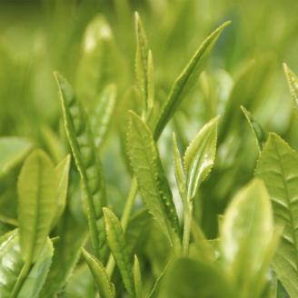 近江のお茶　鈴鹿の恵み缶入り特撰セット　C27　銘茶ますきち