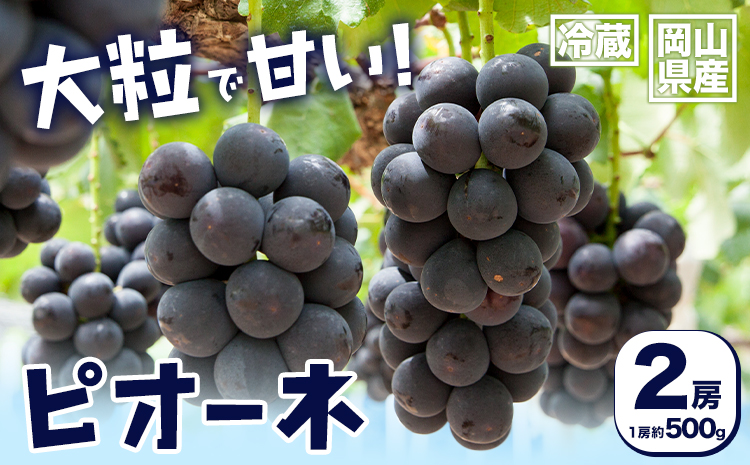 【2026年先行予約】岡山県産 ピオーネ 2房 約500ｇ×2 晴れの国 晴れの国 おかやま館(フルーツランド岡山)《2026年7月中旬-8月下旬頃出荷》岡山県 浅口市 マスカット ぶどう 葡萄 果物 フルーツ 送料無料【配送不可地域あり】（離島）