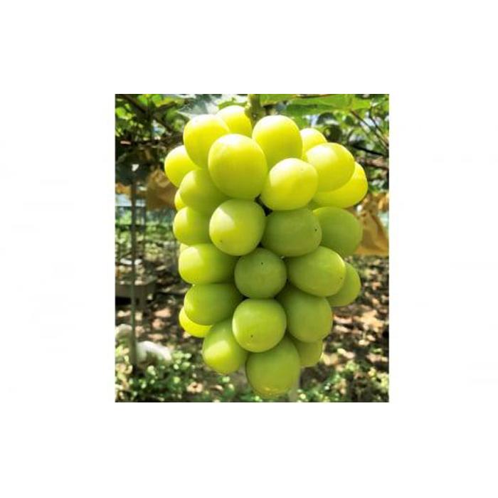 【ふるさと納税】ぶどう 2026年 農家こだわりのシャインマスカット 2房 合計約1.0kg 【 Nini farm 直送 】 | フルーツ 果物 くだもの ぶどう ブドウ シャインマスカット 2房 岡山県産 人気 おすすめ 送料無料 ギフト