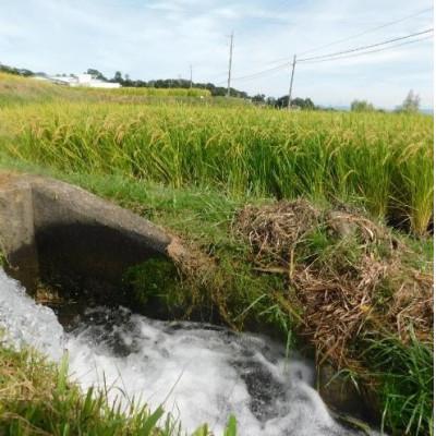 ふるさと納税 小諸市 小諸市糠地産 こしひかり「深沢清流米」精米 5kg |  | 01