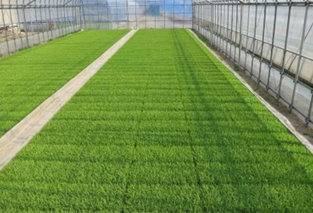 【令和7年産】新潟県産 純米コシヒカリ 30kg（5㎏×6袋） さいとう農園 白米 精米 米 こめ ごはん コシヒカリ こしひかり 1G20091