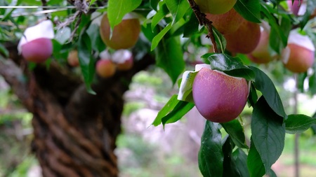 ＜2026年発送先行予約＞南アルプス市産 貴陽 約1.5kg（5～7個入り） ALPAL015