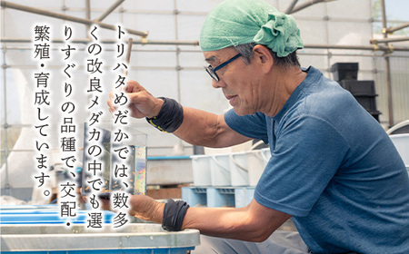 675 メダカ ダルマミックス 10匹 改良メダカ【トリハタめだか】