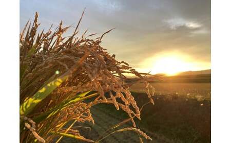 　【 令和7年産 】 特別栽培米 ゆめぴりか （ 玄米 ） 特Aランク  真空パック 20kg 5㎏×4袋 セット 北海道 鷹栖町 まきファームたかす 米 コメ こめ ご飯 玄米 お米 ゆめぴりか コ