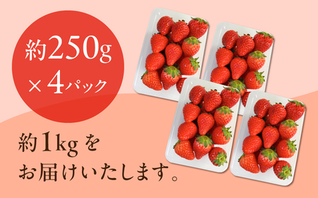 ≪先行予約≫ 厳選 あまイチゴ 約1kg パックいちご いちご イチゴ 苺 甘い 高糖度 糖度 フルーツ 果物 旬 旬の果物 旬のフルーツ おやつ ビタミン いちご狩り イチゴジャム 紅ほっぺ または