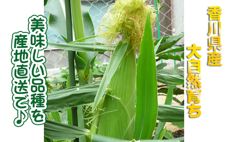 とうもろこし まるでフルーツと名高いのホワイトコーン！ 5kg 秀品 限定300セット！坂出市産【先行予約：2026年6月上旬～順次発送】