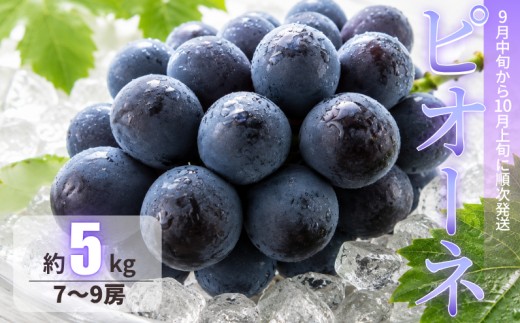 ピオーネ 約5kg 7～9房 岡山県新見市 【 先行予約 2026年9月中旬～10月上旬発送】