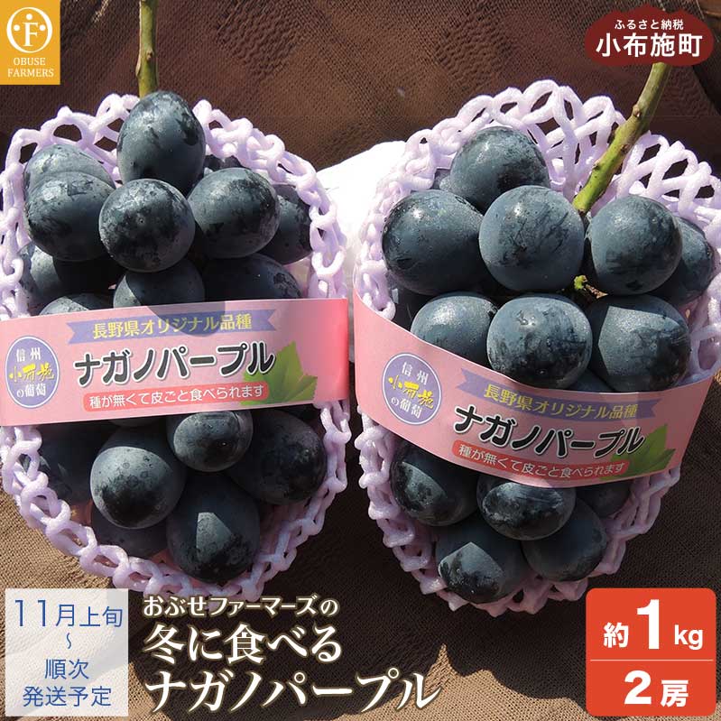 【ふるさと納税】冬に食べるナガノパープル 約1kg 2房 ［おぶせファーマーズ］果物 フルーツ ぶどう ブドウ 数量限定 信州産 令和7年産【2025年11月上旬～順次出荷】