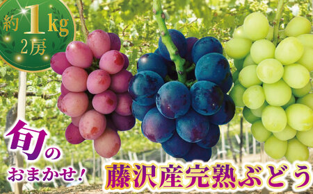 【2026年先行予約】 ぶどう 約1kg 2房 ぶどう