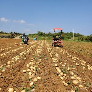 【先行予約! 2026年2月中旬発送】 伊仙町 特産品 有機栽培 ばれいしょ 約10kg【1484237】