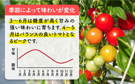 トマト フルティカ 2kg (1kg×2箱) 糸島市 / かわぞえ農園 [AAM006] トマト フルーツトマト