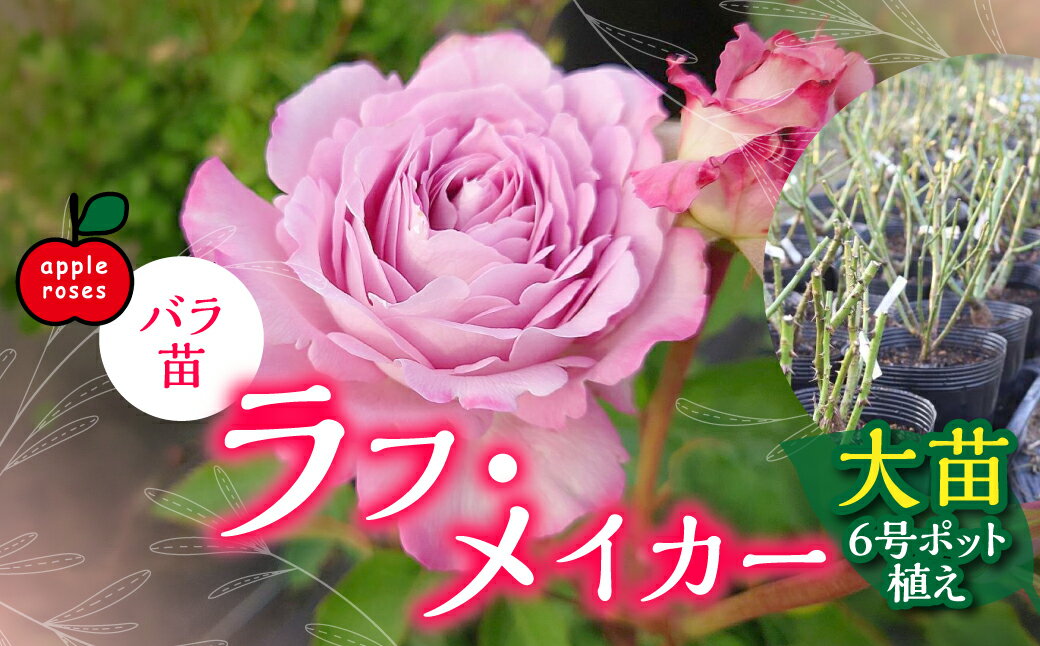 【ふるさと納税】【Apple Roses】バラ苗『ラフ・メイカー』大苗6号ポット植え 苗木 植物 　お届け：2025年12月上旬〜2026年6月中旬 HNNH004