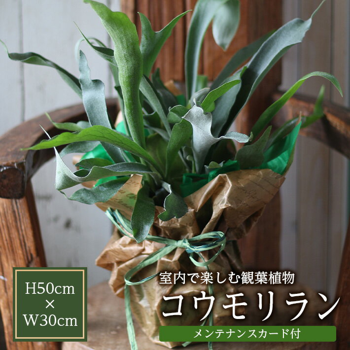 【ふるさと納税】インテリアグリーン 「コウモリラン」 ビカクシダ 約高さ50cm×幅30cm メンテナンスカード付 グリーン 観葉植物 インテリアグリーン 植木 室内 玄関 リビング おうち時間 東北 山形県 酒田市 庄内