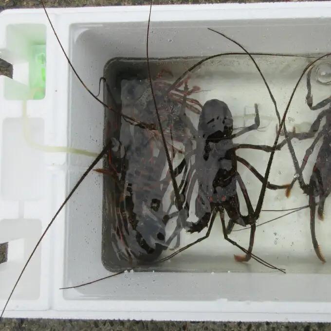 活伊勢海老 約2kg(4～10尾)【 イセエビ 伊勢海老 】