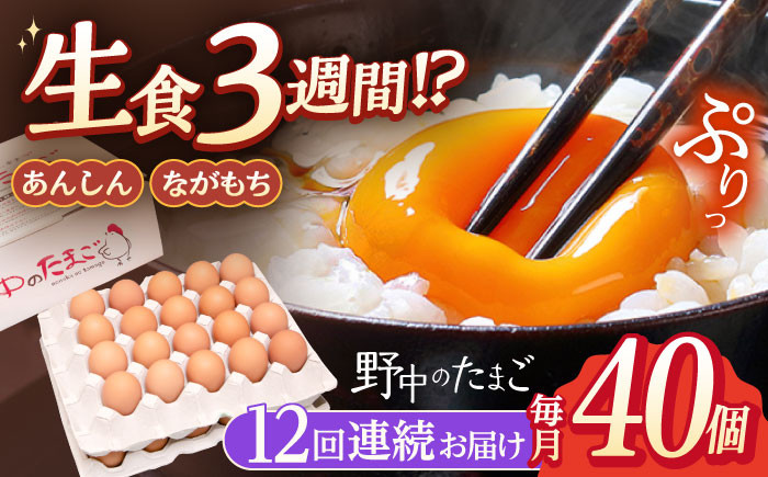 
            【12回定期便】産みたて新鮮卵 野中のたまご  40個×12回 計480個【野中鶏卵】 [OAC006] / 卵 長持ち 濃厚 玉子 濃厚 卵料理 タマゴ 鶏卵 オムレツ 卵かけご飯 卵焼き 
          