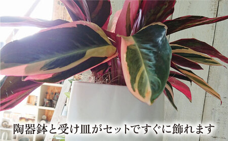 【お中元対象】緑、白、赤の色合いが絶妙！『 ストロマンテ ・ トリオスター 』 糸島市 / cocoha [AWB019] インテリア 観葉植物 おしゃれ