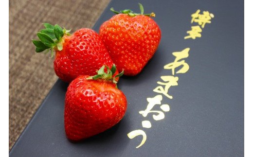 
            【2025年12月発送】博多あまおうEX　贈答化粧箱450g×1箱[G2247]
          