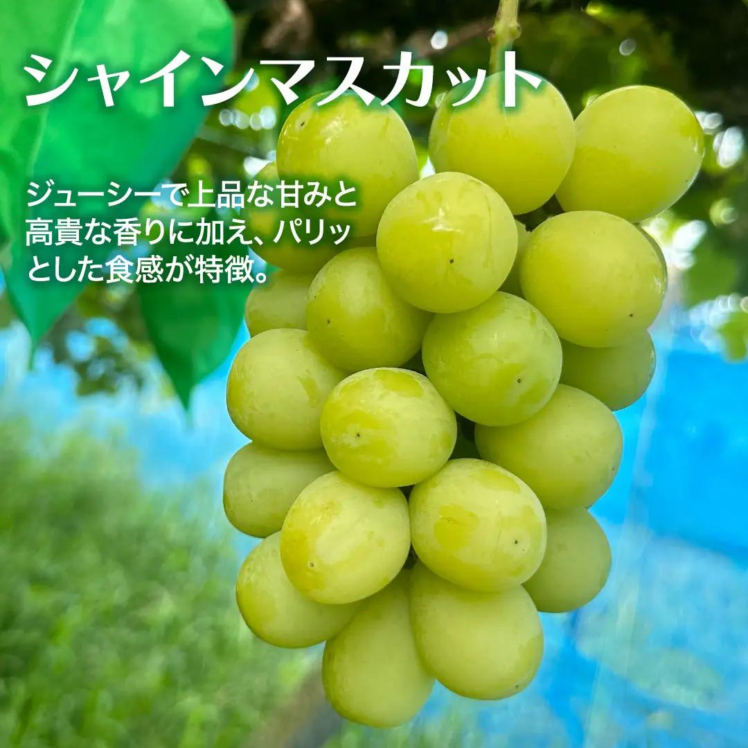 ≪ 種なし ≫ シャインマスカット ・ ピオーネ ・ 藤稔 約 1.6kg 計 3～4房 [ぶどう満喫BOX] (茨城県共通返礼品:かすみがうら市) 2026年 マスカット ぶどう 葡萄 ブドウ フル