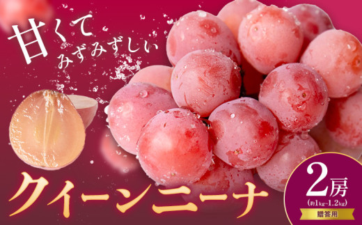 贈答用 クイーンニーナ 2房 約1.0～1.2kg 葡萄 ブドウ ぶどう 赤ぶどう 大粒 種なし フルーツ 果物 産地直送 新鮮 ジューシー お取り寄せ 国産 茨城県 結城市《8月下旬-9月下旬頃出荷予定》會澤ぶどう・キウイフルーツ園 【配送不可地域あり】(離島)
