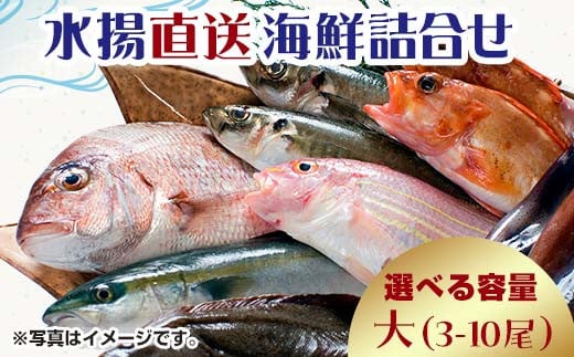 中泊水揚直送 海鮮詰合せ 大 （3～10尾程度） ※下処理済み 【徐福の里物産品直売所】 旬 詰め合わせ 魚 海鮮 ウスメバル メバル めばる 直送 ソイ カレイ ヒラメ 真鯛 タイ イカ タコ F6N-018