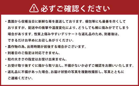 【2025年4月発送】【先行予約】福岡県産 羽衣農園の 完熟 あまおう 約1kg 約250g×4パック  選べる配送月 いちご 苺 イチゴ ベリー 果物 フルーツ お取り寄せ デザート おやつ