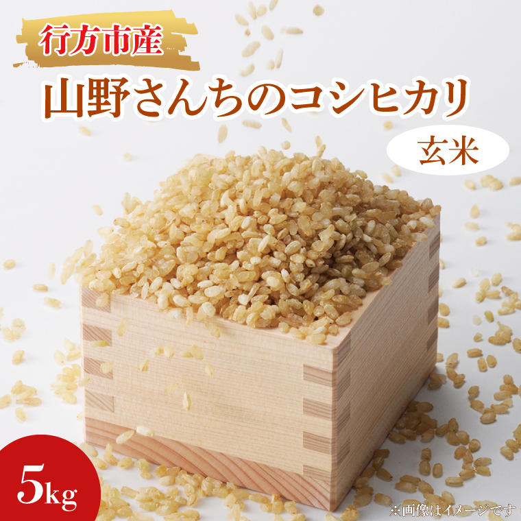 ★令和7年度産★山野さんちのコシヒカリ 5kg(玄米)｜米 お米 こめ こしひかり コシヒカリ 令和7年産 R7年産 新米 玄米 茨城県 行方市(BR-6-2)